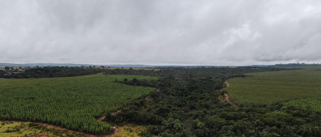 LD Celulose planta mais de 55 mil árvores nativas em corredores ecológicos